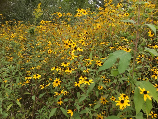 C8DB745F-4D88-4577-91EA-A13906B13BA8